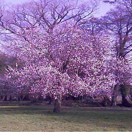 Le Moulin Fleuri Du Petit Appeville מראה חיצוני תמונה