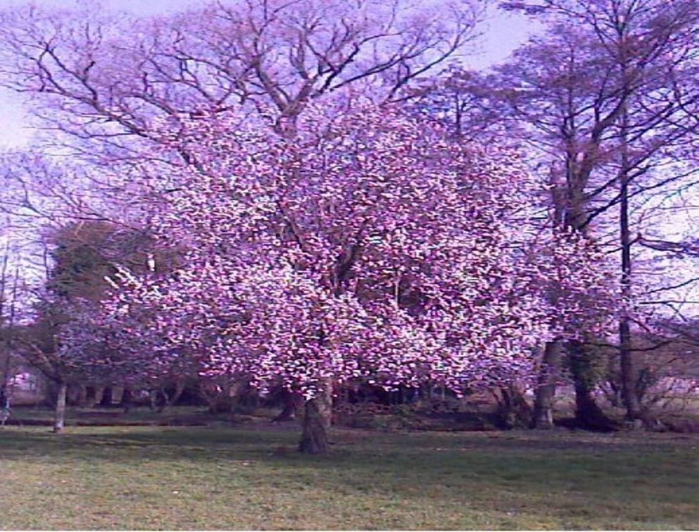 Le Moulin Fleuri Du Petit Appeville מראה חיצוני תמונה